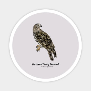 European honey buzzard Magnet